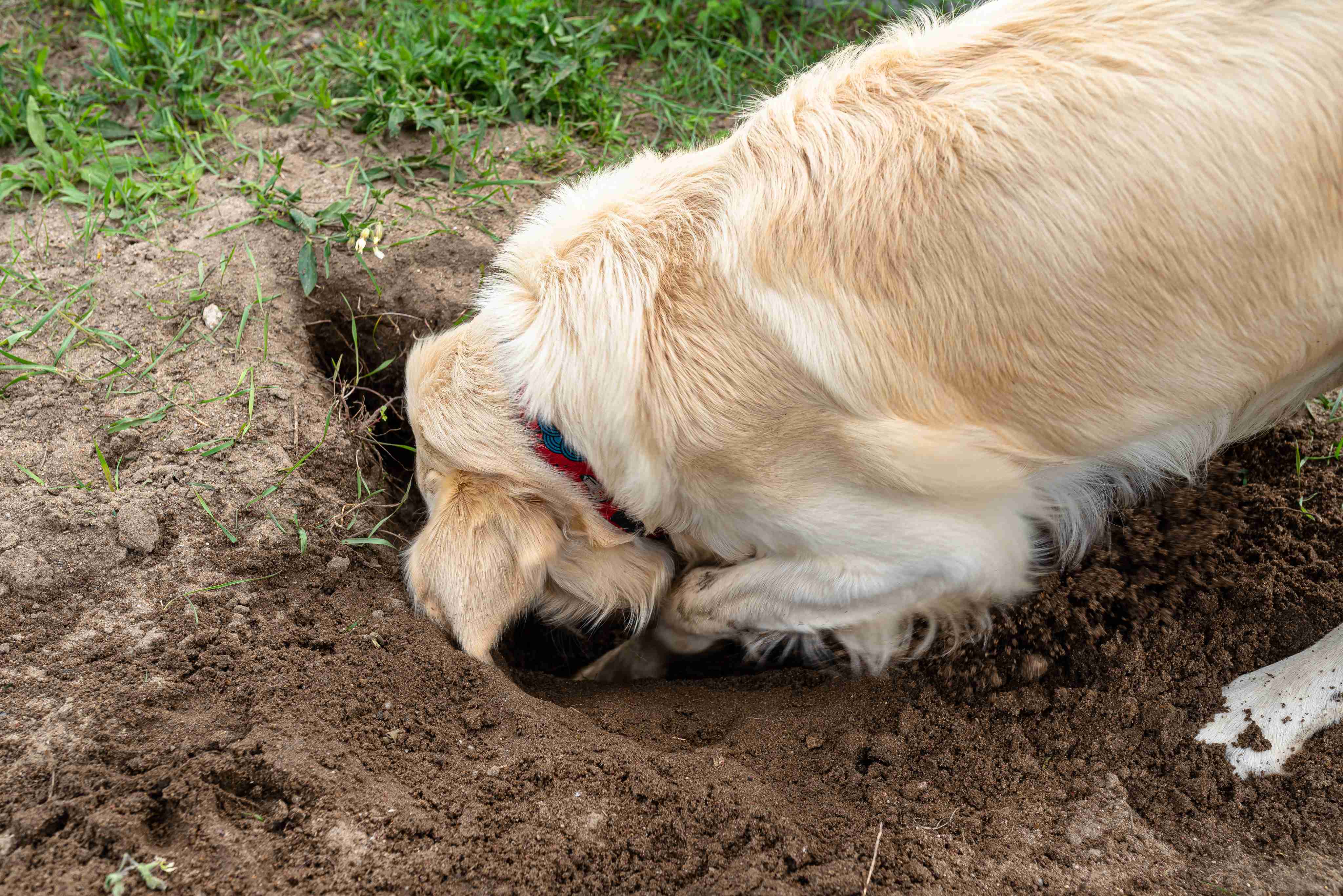 digging